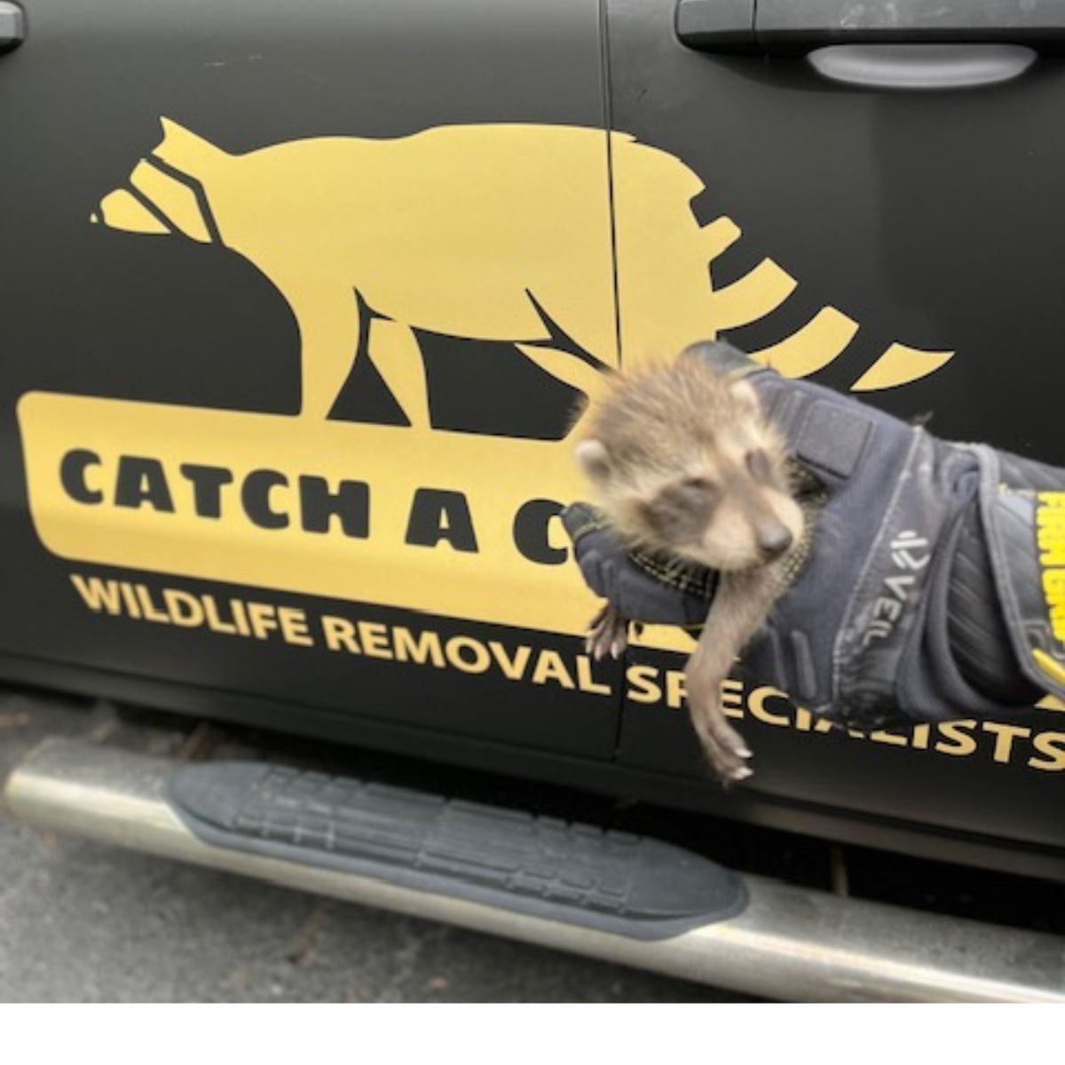 Raccoon in a capture cage beside a truck labeled “Catch a Critter Wildlife Removal Specialists”