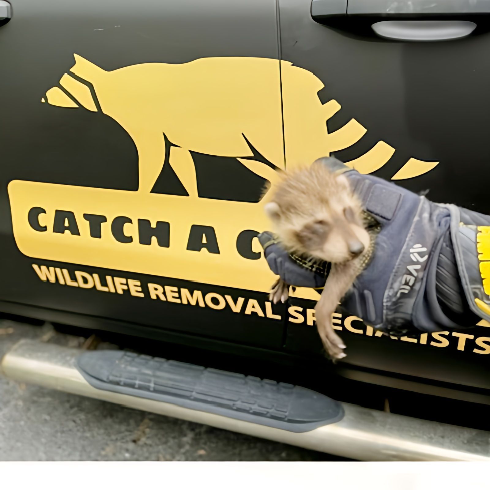 A raccoon wrapped in a clothe