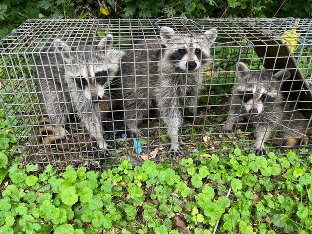 three raccoons in a cage