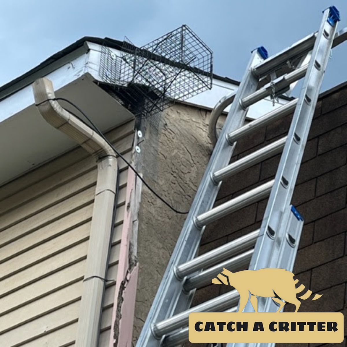 Ladder leaned against roof gutter beside a house, with a wire cage trap on the roof edge.
