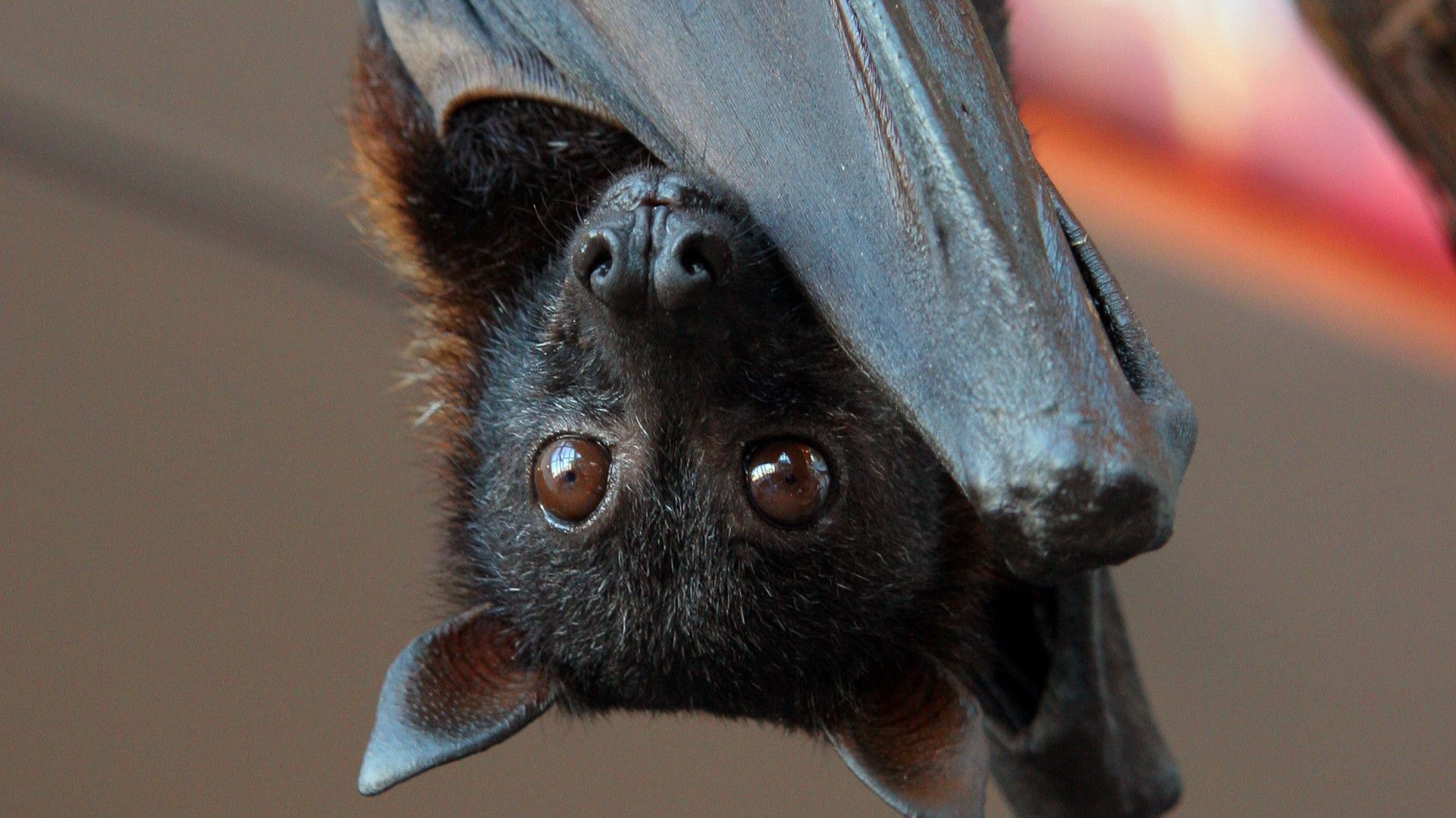 close up shot of a bat