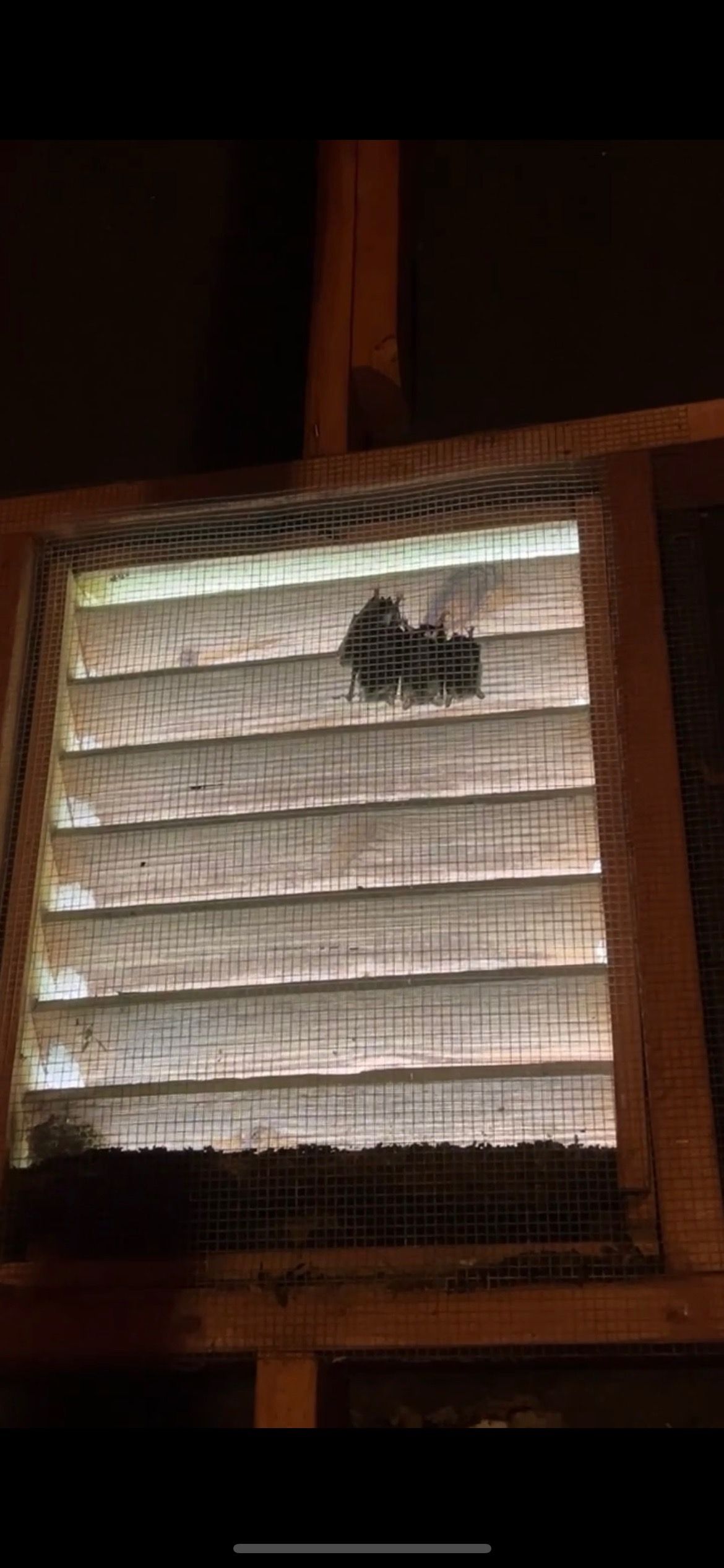 Closed window blind with light behind it and a small dark object near the top right.