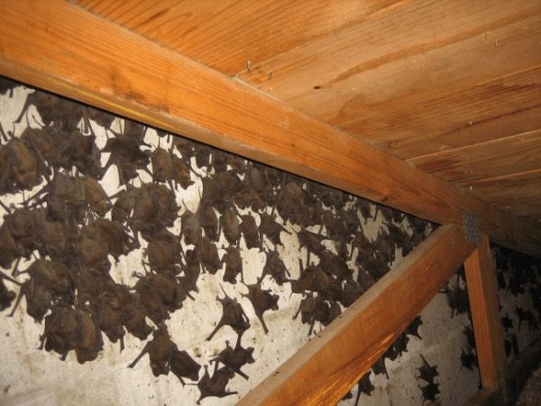 Cluster of dark bats hanging beneath a wooden roof beam in a corner