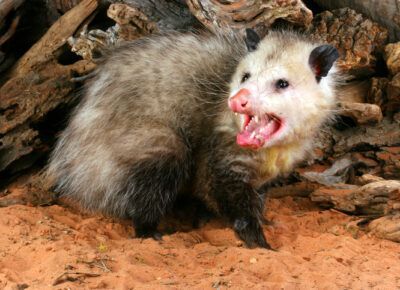 Opossum with open mouth on rocky ground, showing white face and gray fur