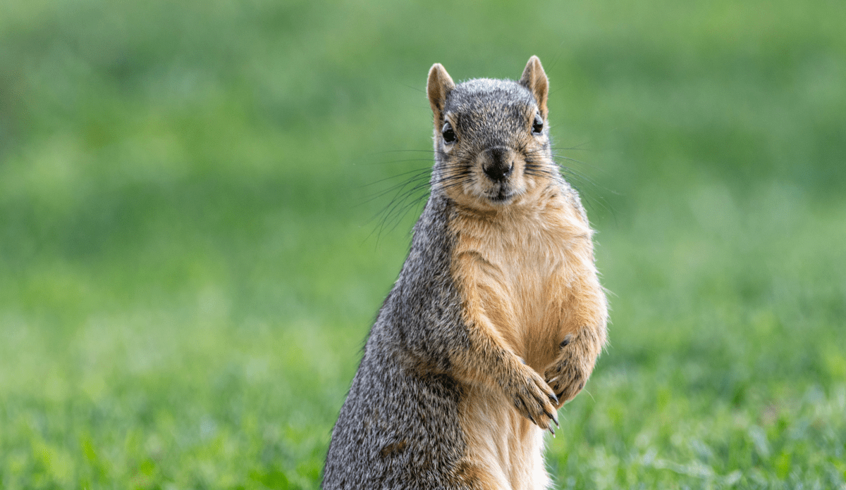 Ground hog in a grass standing