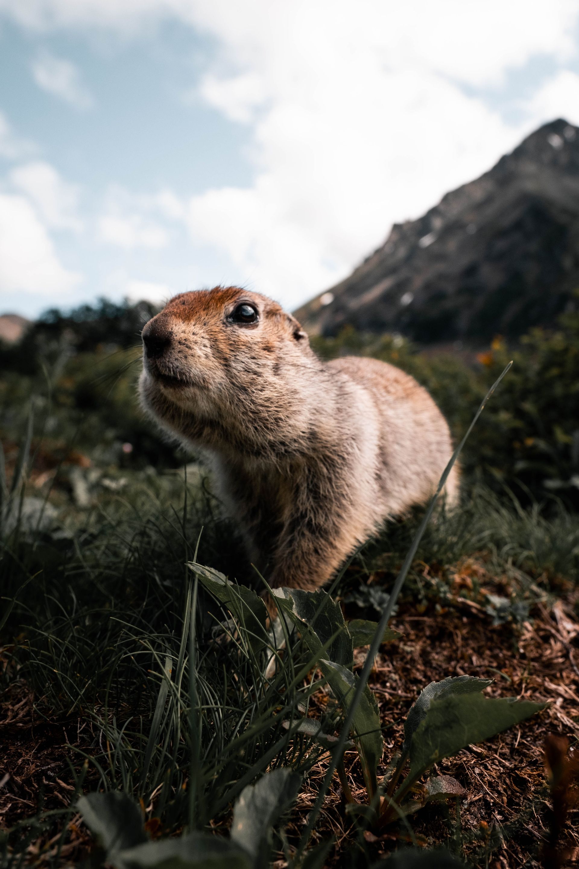 ground hog close up shot