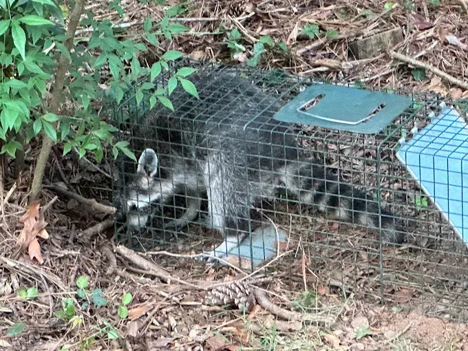 Raccoon trapped in a wire cage on the ground in a wooded area