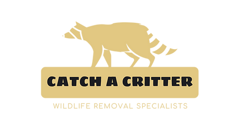 raccoon logo in yellow