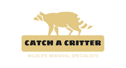 raccoon logo in yellow