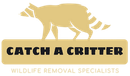 raccoon logo in yellow