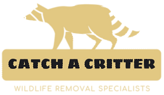 raccoon logo in yellow