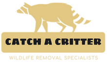 raccoon logo in yellow