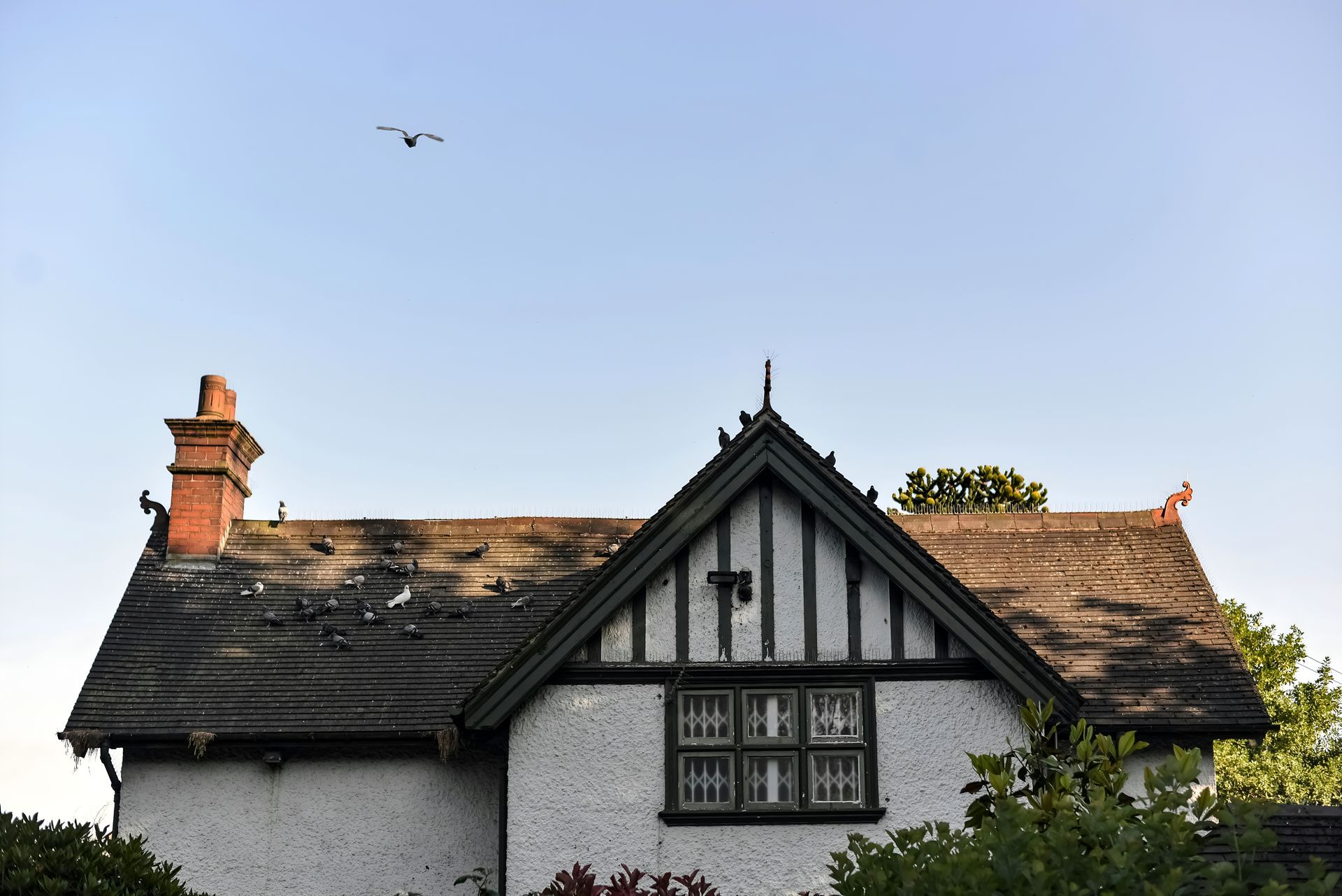 White cottage with a steep dark roof and chimney under a clear blue sky, with birds flying overhead