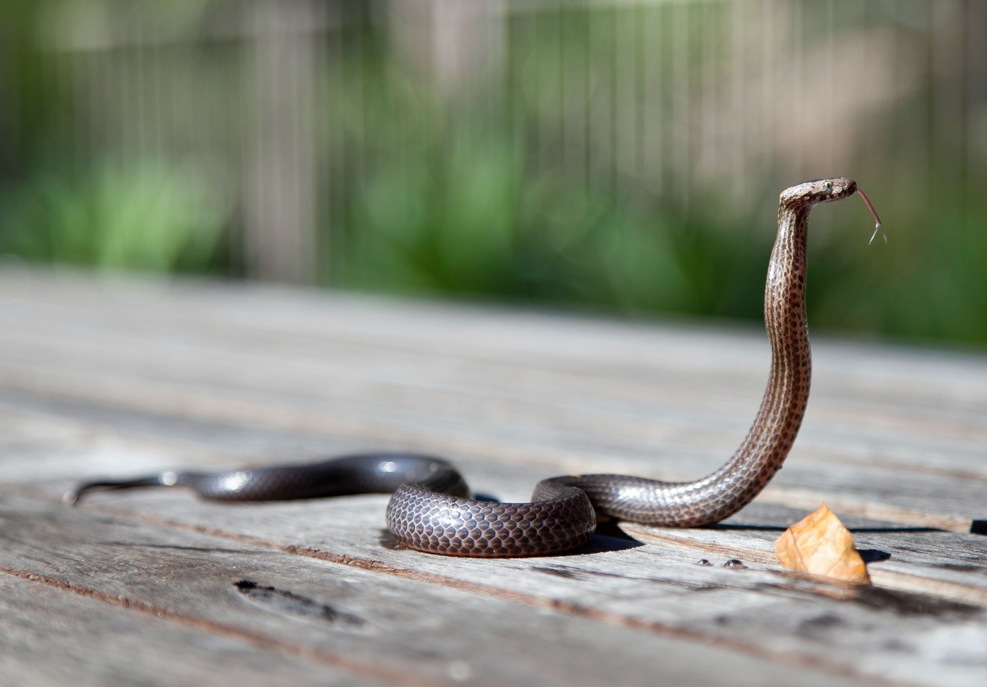 close up shot of a snake