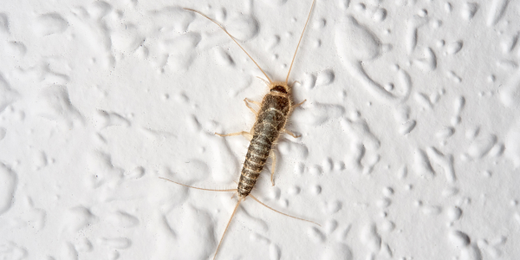 A small bug is crawling on a white wall.