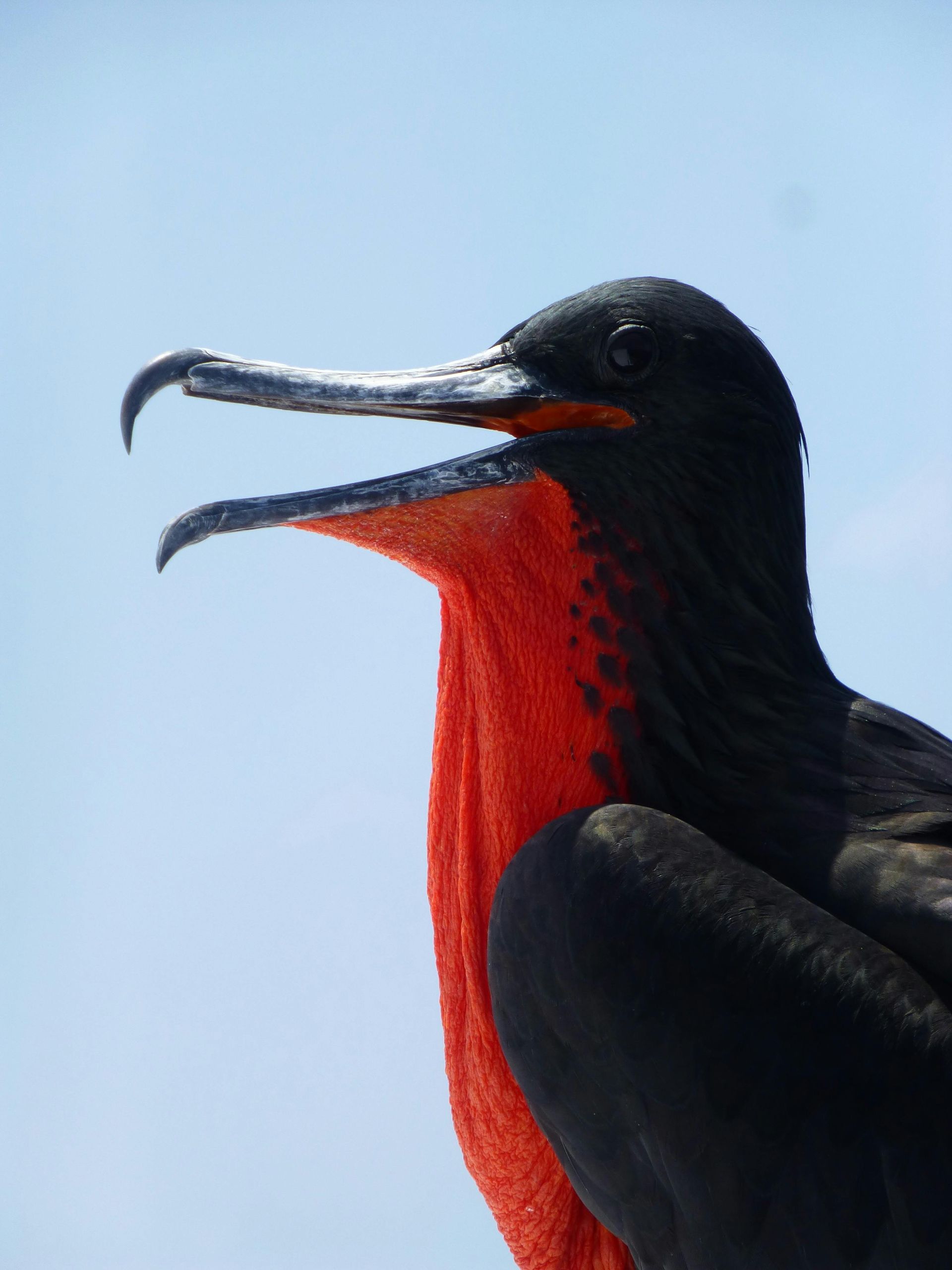 A close-up of a frigatebird with black plumage and a bright red throat pouch, blue sky background.