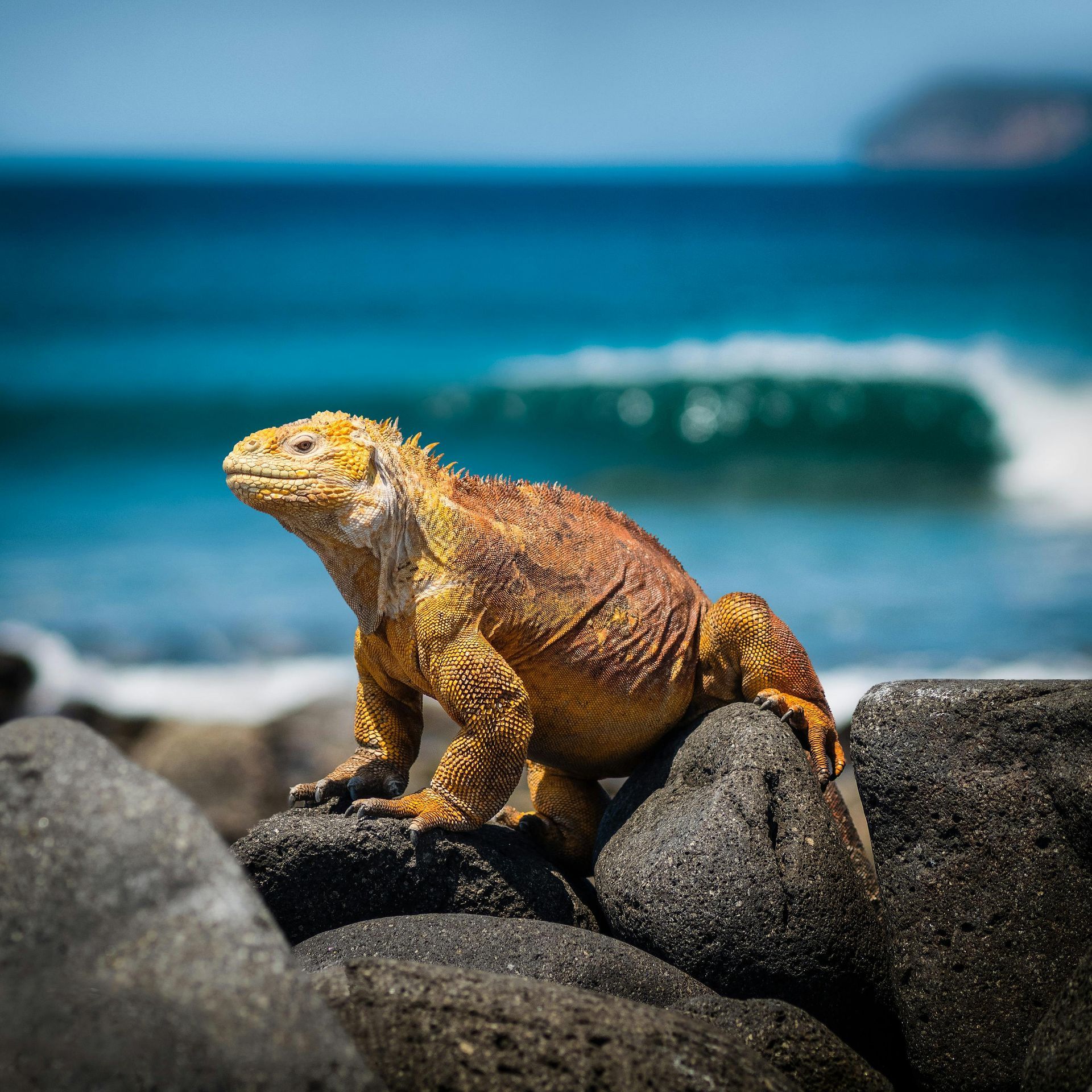 Yellow Galapagos land iguana on dark rocks with ocean backdrop.