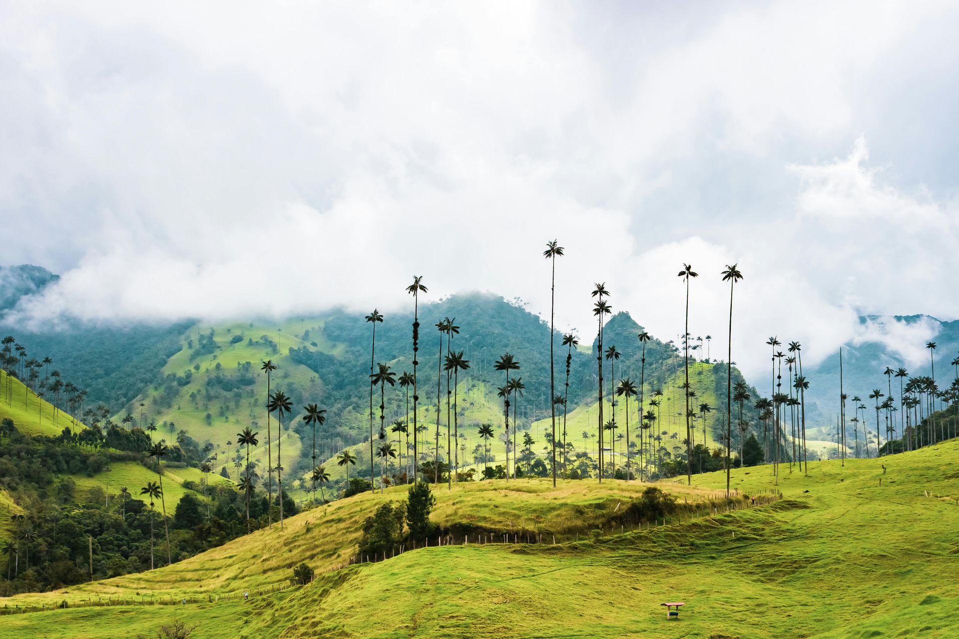Rolling green hills dotted with tall wax palm trees, under a cloudy sky in the Cocora Valley, Colombia.