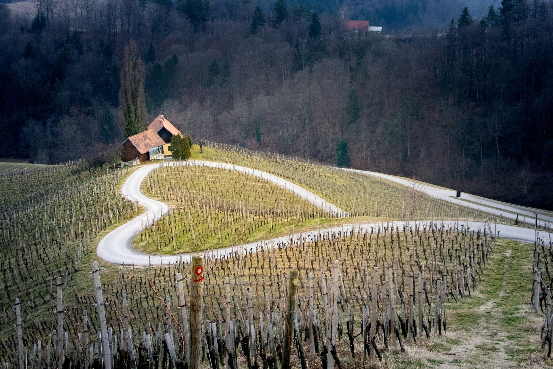 Vineyard road winding through rows, past a small house on a hill, surrounded by trees.