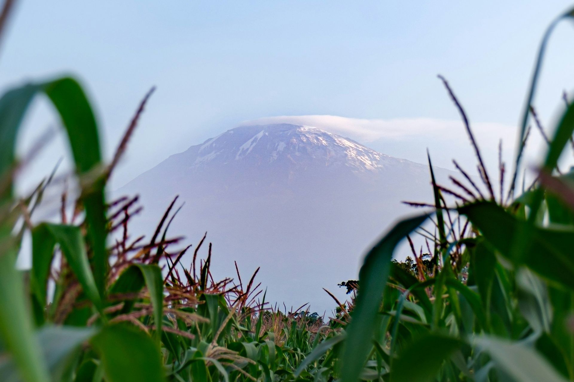 A mountain peak shrouded in mist seen through a cornfield, under a clear, pale blue sky.