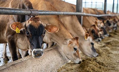 Cows eating from a trough in a barn. Brown cows, some with black faces, are lined up at a feed trough.
