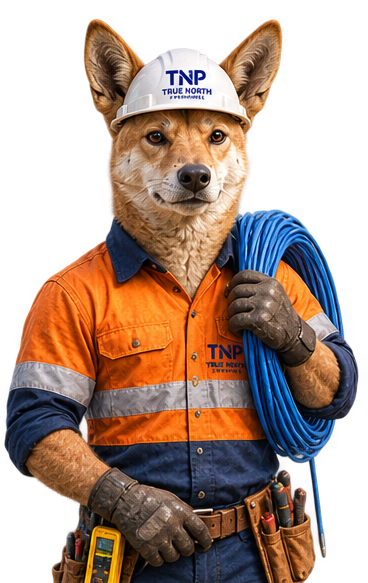 Fox in orange work shirt and hard hat, holding a blue coiled cable with tool belt on white background