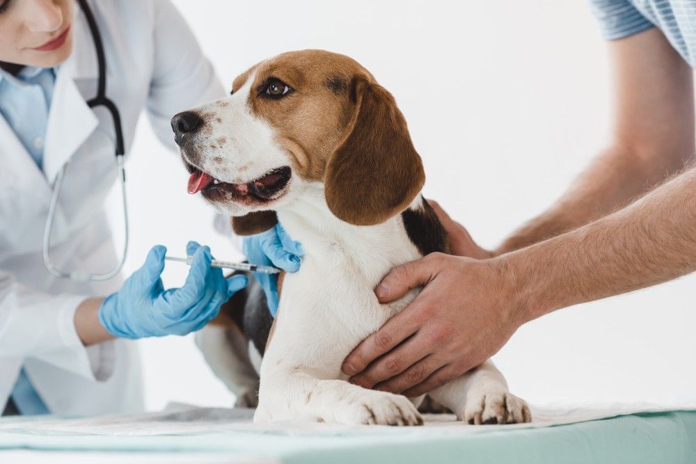 A Beagle Dog is Getting an Injection From a Veterinarian — Darwin My Vet Service in Wulagi, NT
