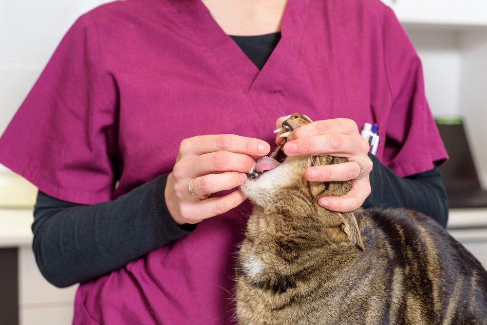 A Veterinarian is Examining the Teeth of a Cat — Darwin My Vet Service in Wulagi, NT
