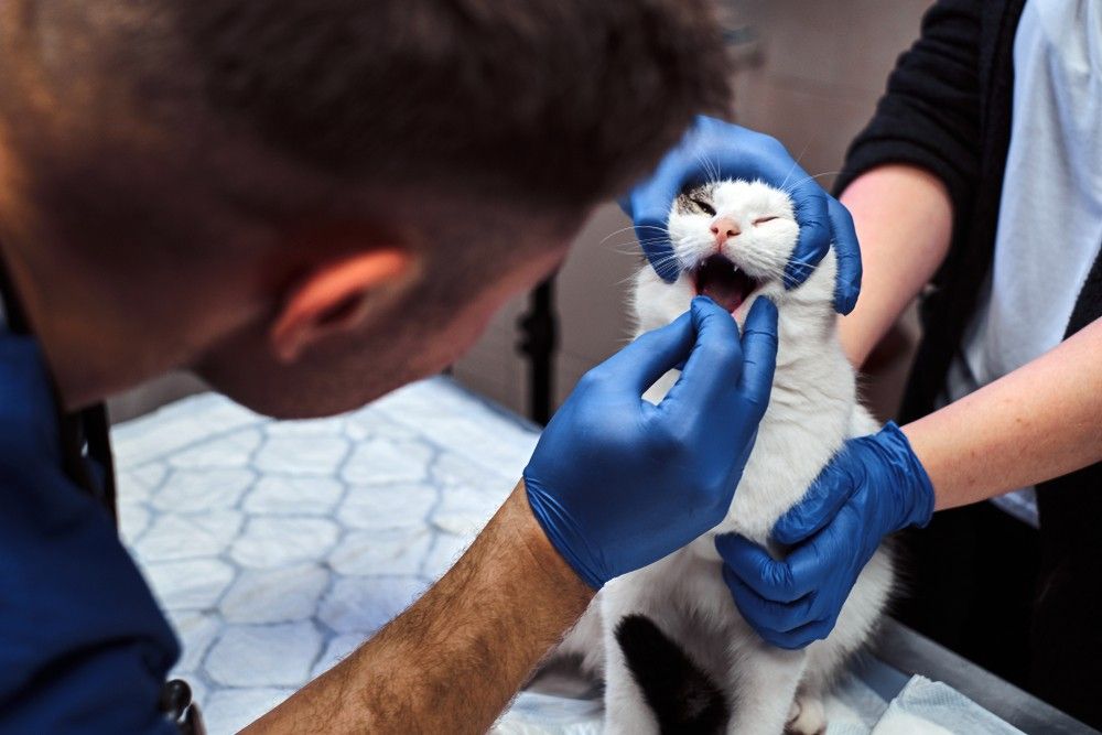 A Veterinarian is Examining the Teeth of a White Cat — Darwin My Vet Service in Wulagi, NT