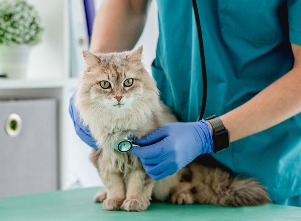 A Veterinarian is Examining a Cat With a Stethoscope — Darwin My Vet Service in Wulagi, NT