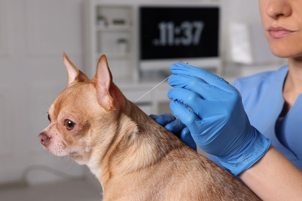 A Veterinarian is Giving a Small Dog an Injection — Darwin My Vet Service in Wulagi, NT