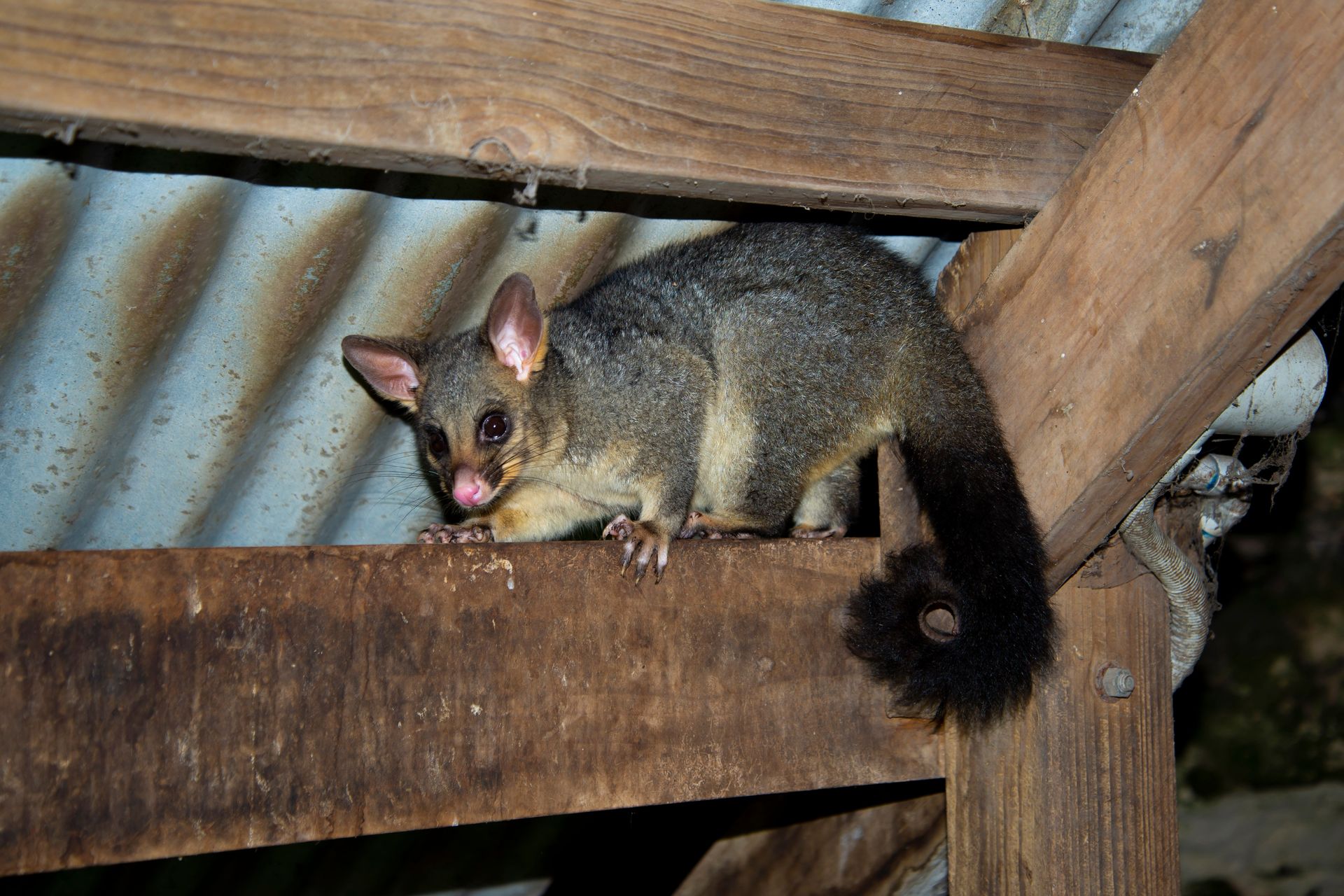 A brushtail possum is sitting on a wooden beam  — Darwin My Vet Service in Wulagi, NT