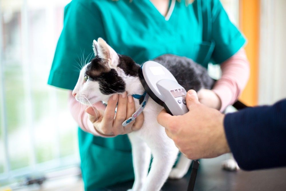A Black and White Cat is Being Scanned by a Veterinarian — Darwin My Vet Service in Wulagi, NT