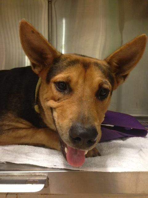 A Dog is Laying on a Table With Its Tongue Hanging Out — Darwin My Vet Service in Wulagi, NT