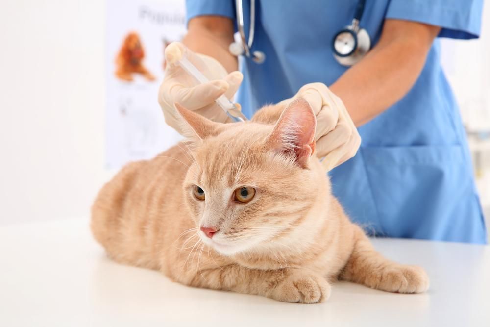 A Veterinarian is Giving a Cat an Injection in Its Ear — Darwin My Vet Service in Wulagi, NT