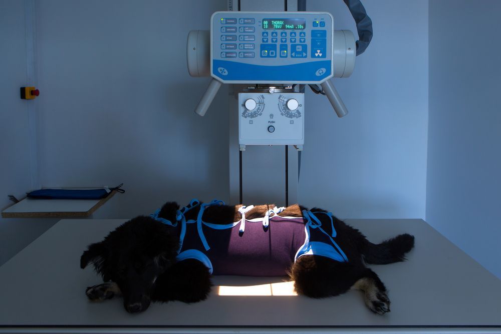 A Dog is Laying on a Table Under an X-ray Machine — Darwin My Vet Service in Wulagi, NT
