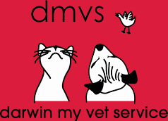 Vet in Darwin Vet in Darwin