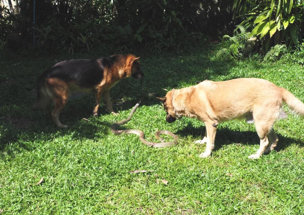 Two Dogs Are Playing With a Snake in the Grass — Darwin My Vet Service in Wulagi, NT