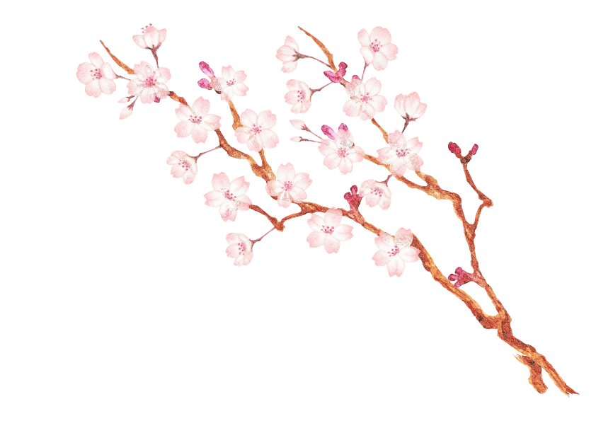 Ramo di ciliegio con fiori rosa su sfondo bianco.
