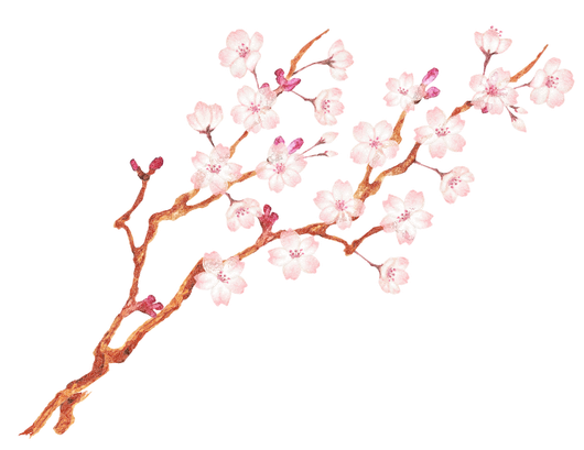 Ramo di ciliegio con delicati fiori rosa e steli marroni.