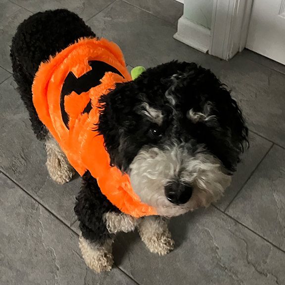 A Small Black and White Dog Wearing an Orange Pumpkin Costume