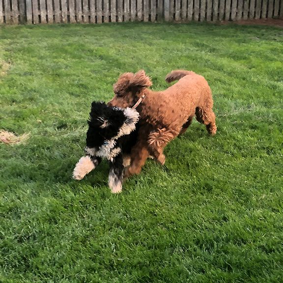 Two Dogs Are Playing With a Stuffed Animal in the Grass