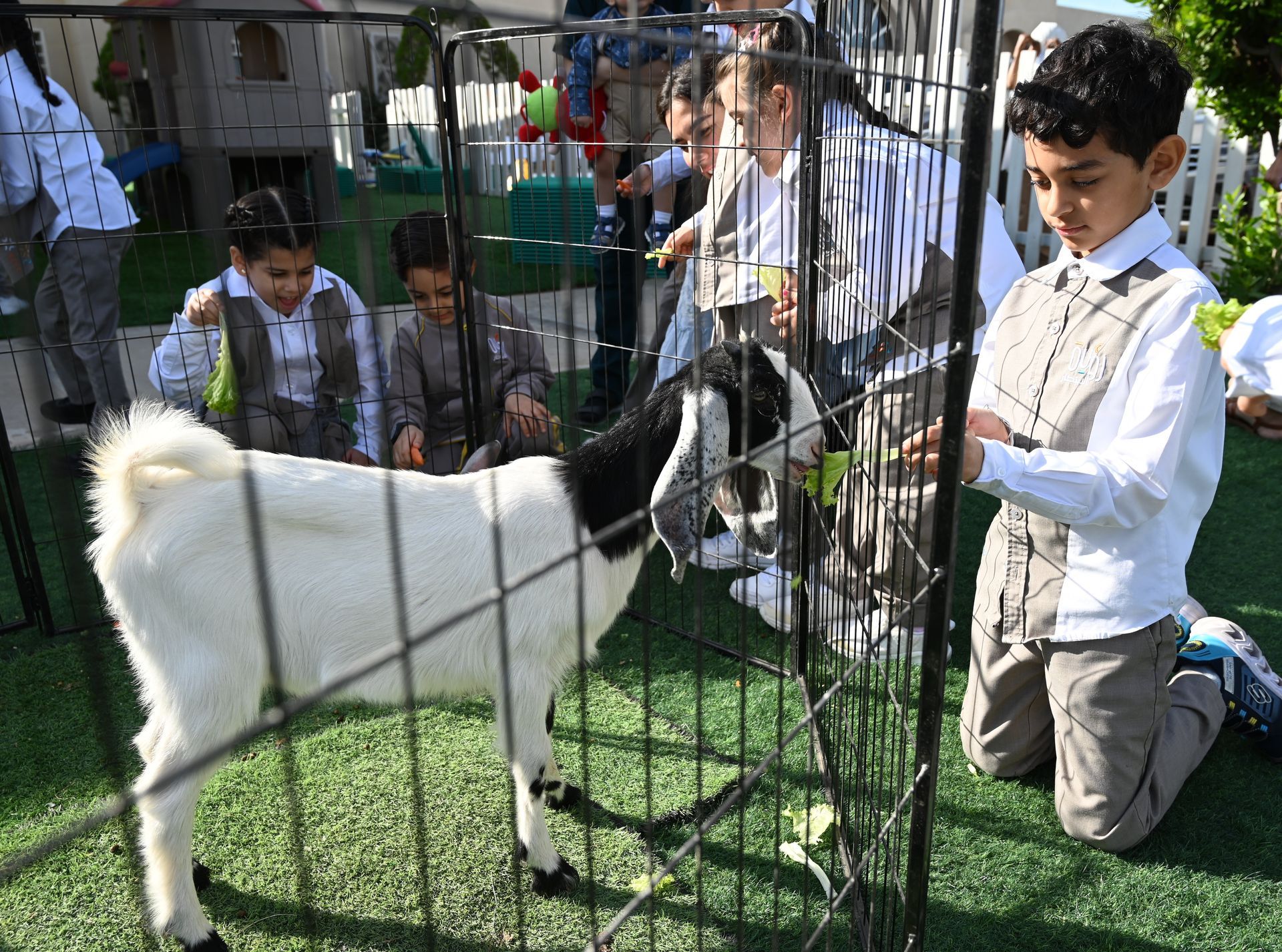Boy kneels beside a white goat in a fenced outdoor pen at a petting zoo