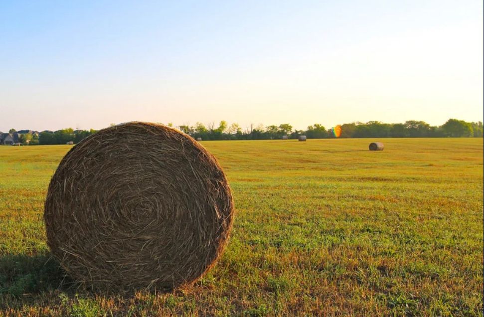 A round hay bale in a sunlit field with a tree line in the distance.