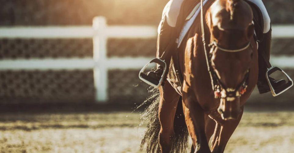 Close-up of a horse in a bridle standing on a dirt arena with a white fence in the background