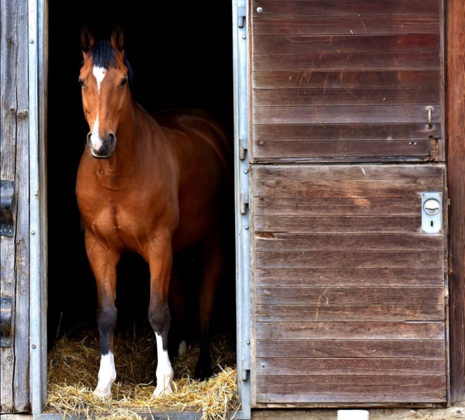 Brown horse standing in a stable doorway beside a wooden stall door