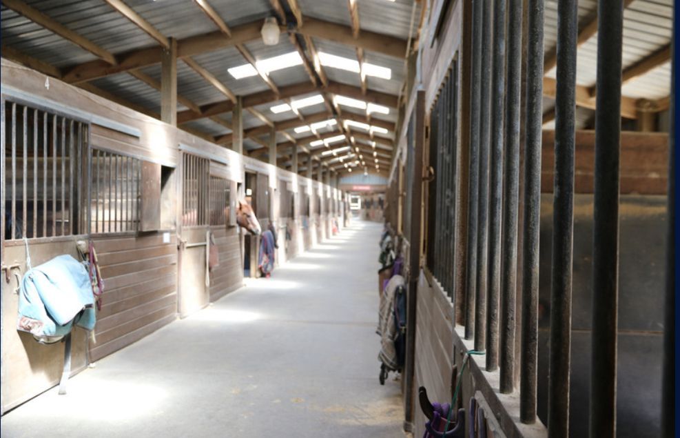 Long stable corridor with stalls, metal bars, and a few horses standing inside
