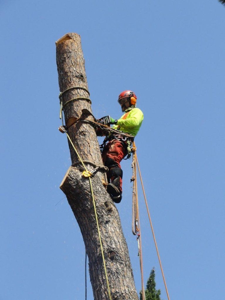 TREE CLIMBING
