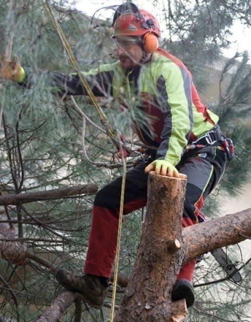 TREE CLIMBING