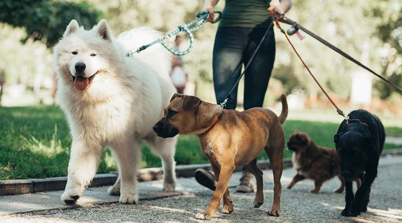 dog walking & pet sitting service